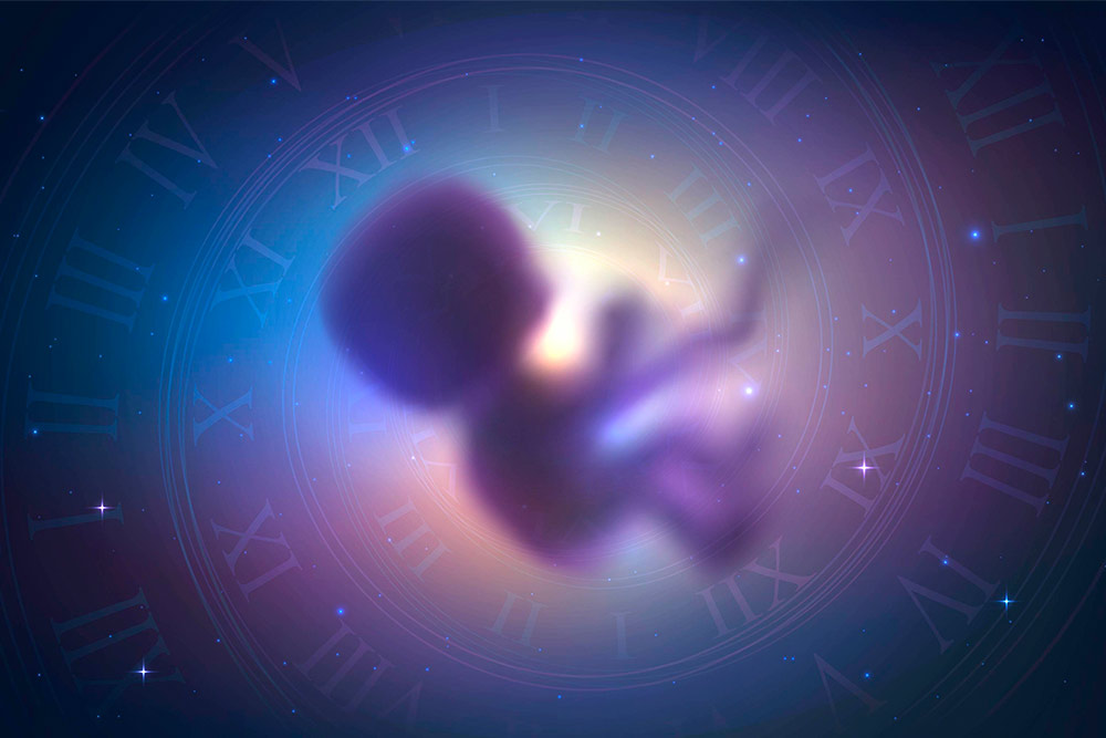 embryo in space